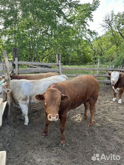 Бычки и быки на мясо