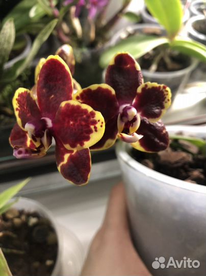 Орхидея фаленопсис