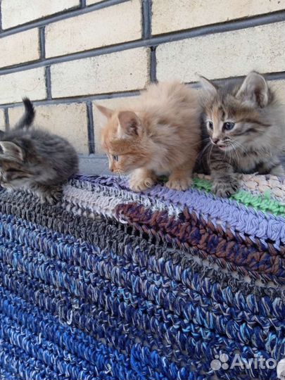 Кошка в дар