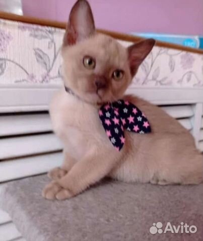Бурманские шелковые котята доставка купить в Котельниках  объявление продам