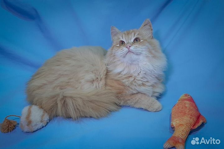 Рыжий котенок