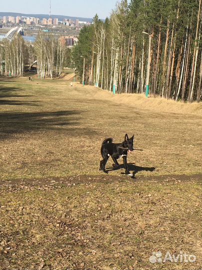 Вязка всл, в поисках подружки