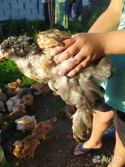 Цыплята породы брама