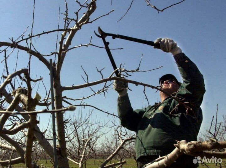 Обрезка плодовых деревьев