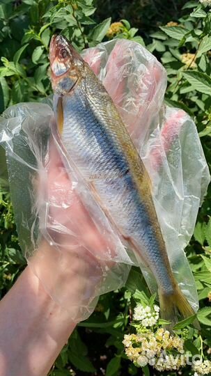 Корюшка свежемороженая