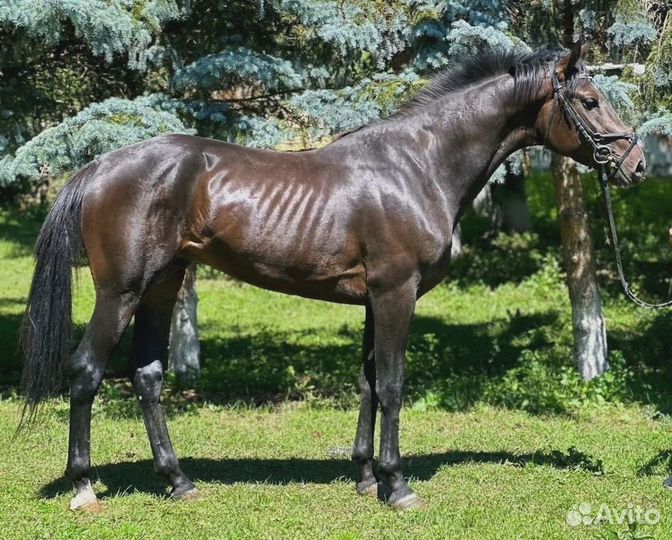 Лошади в спорт и для души