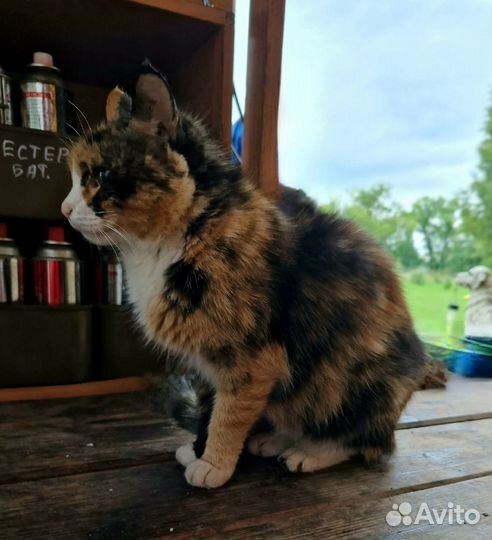 Кошки в добрые руки