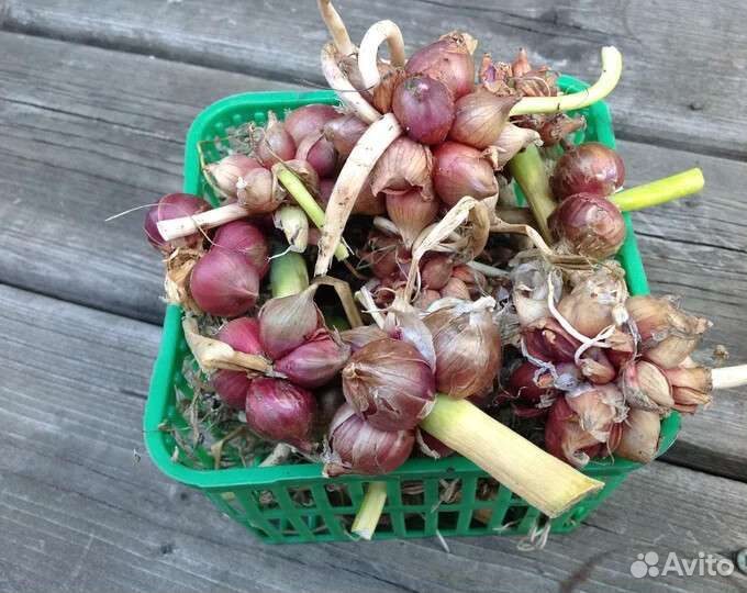 Многоярусный лук