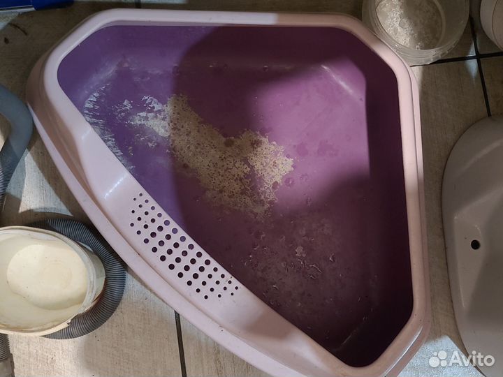 Абиссинская