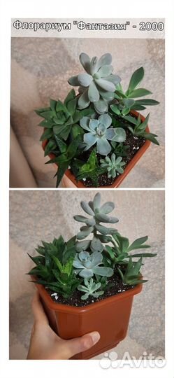 Флорариум из суккулентов