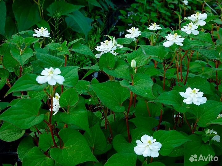 Хауттюйния сердцевидная