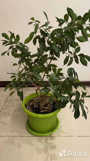 Фикус микрокарпа