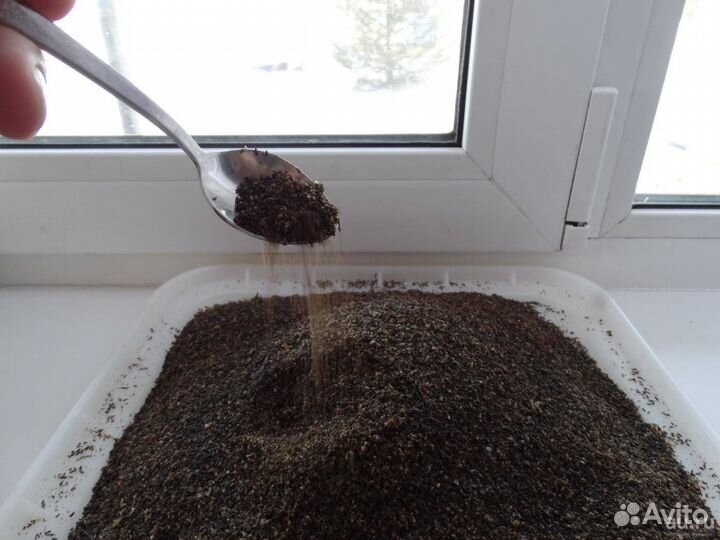 Пжвм сухой / огнёвка