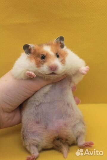 Сирийский хомяк Афина