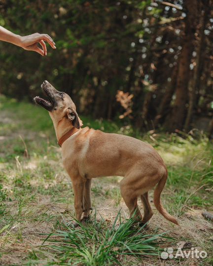 Собака в дар