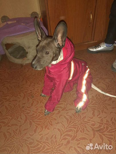 Комбинезон для собак