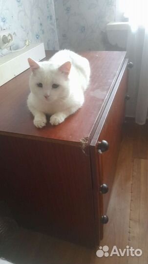 Кот в хорошие руки