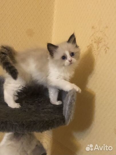 Котята регдолл