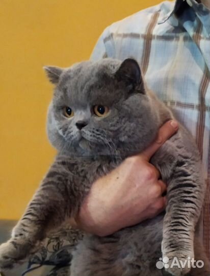 Папа красавчик и дети