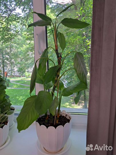 Комнатные цветы