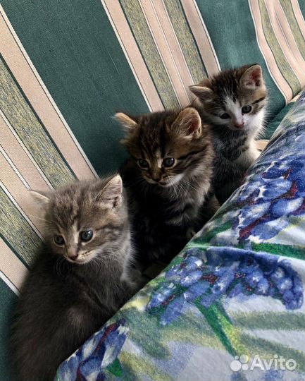 Котята в добрые руки бесплатно