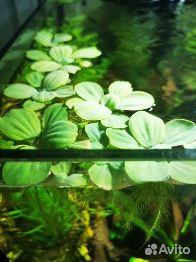 Аквариумные растения