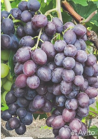 Черенки Винограда кишмиш