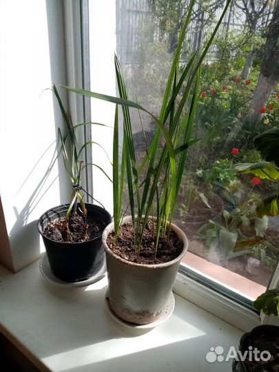 Пальма финиковая