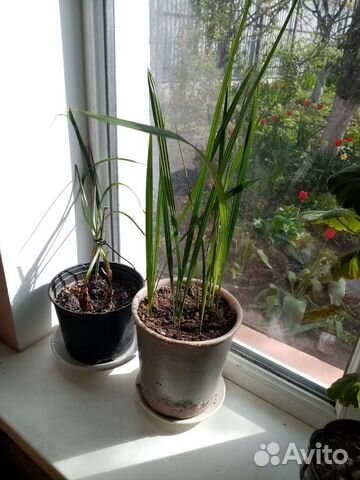 Пальма финиковая