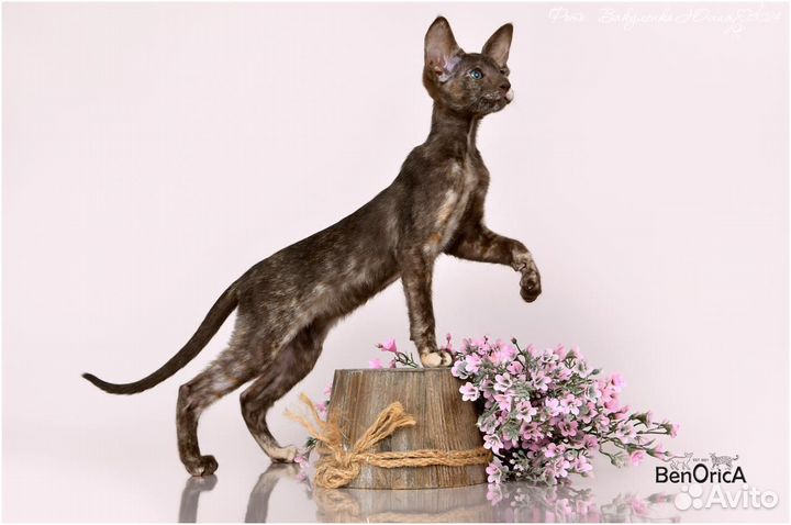 Ориентальные котята