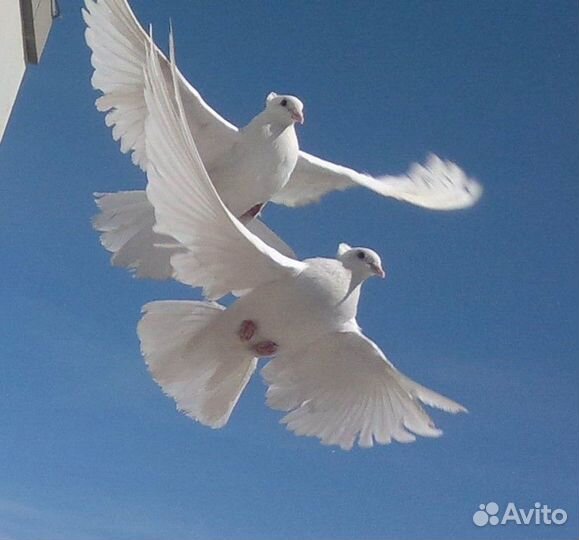 Голуби на Свадьбу