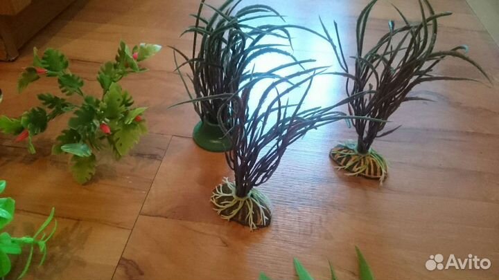 Растения для аквариума