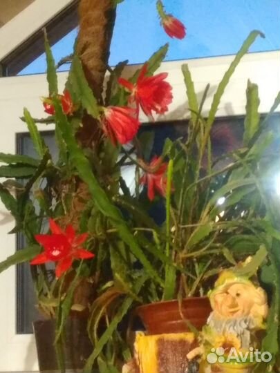 Комнатные растения цветы