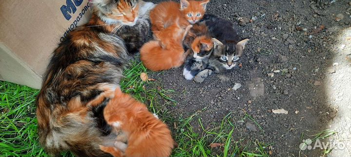Котята мэйн кун