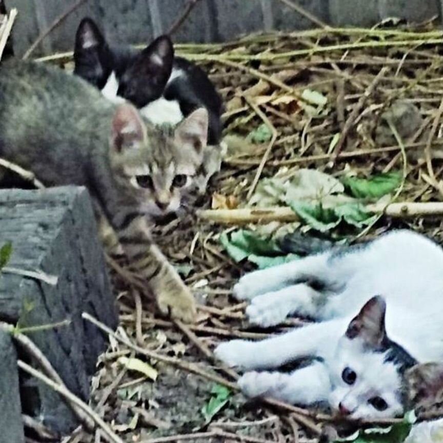 Котята выживают на улице. Нужен дом