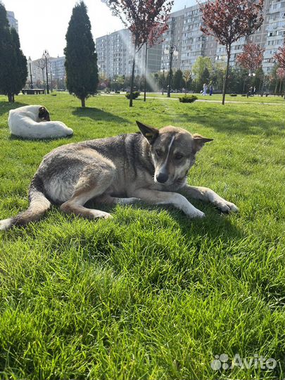 Пес в добрые руки