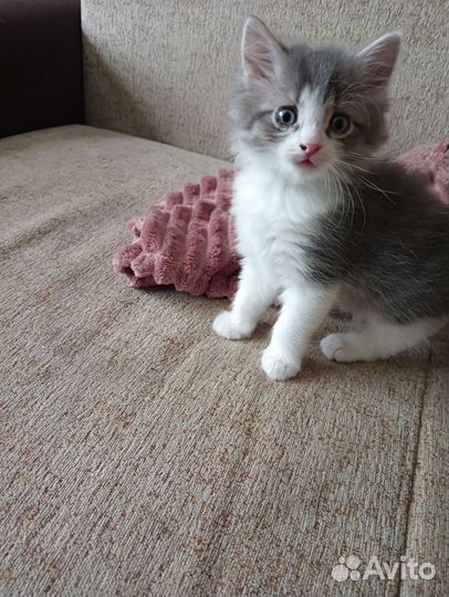 Кошка в дар бесплатно