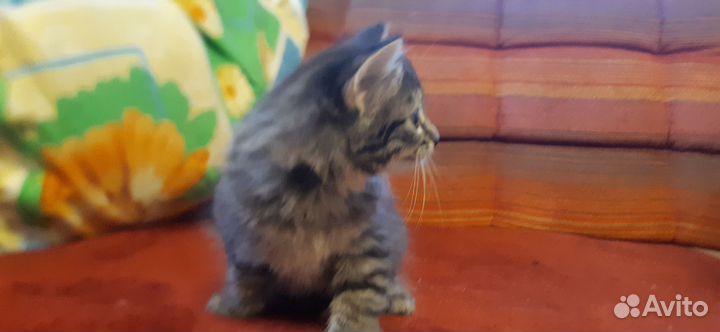 Котенок в дар