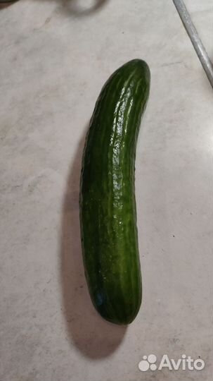 Вкусный спелый огурец телефон