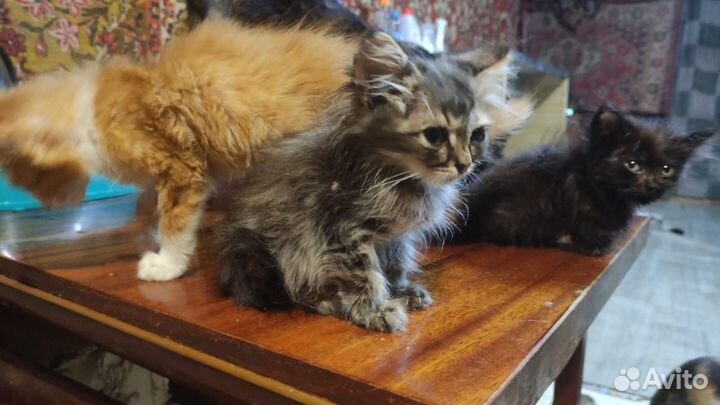 Котята всех расцветок