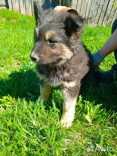 Собака в добрые руки. отдам бесплатно