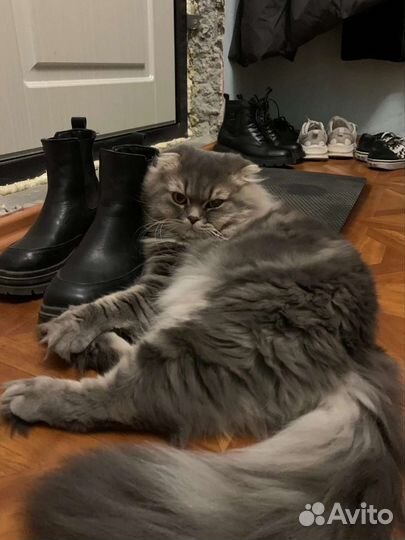 Кот вязка