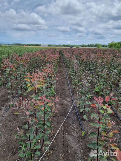 Яблоня Ред Кети