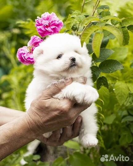 Белые померанские шпицы