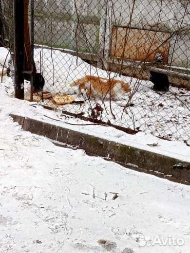 20 кошек на тер-и изолятора под открытым небом