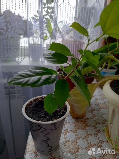 Гибискус китайская роза