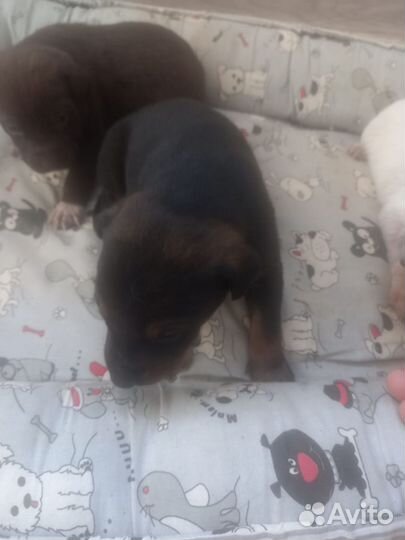 Собаки бесплатно