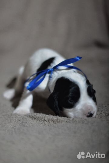 Русский Охотничий спаниель