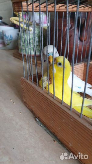 Волнистый попугай