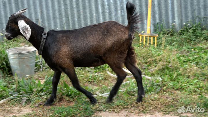 Англо-нубийские козлик и козочка